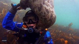 Diver struggles to keep goggles on as a seal friend tickles his cheek with its whiskers - Fox News