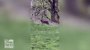 Coyote spotted strolling through Central Park