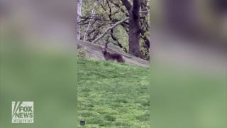 Coyote spotted strolling through Central Park - Fox News