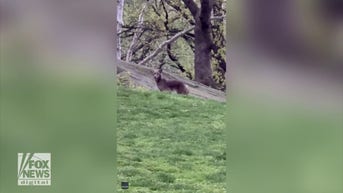 WATCH: Coyote strolls through Central Park
