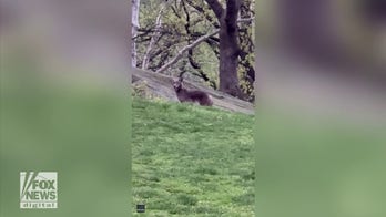 Coyote spotted strolling through Central Park