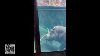 Play time! Huge hippos seen gnawing on sticks at local zoo - Fox News