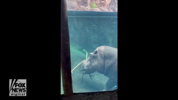 Play time! Huge hippos seen gnawing on sticks at local zoo