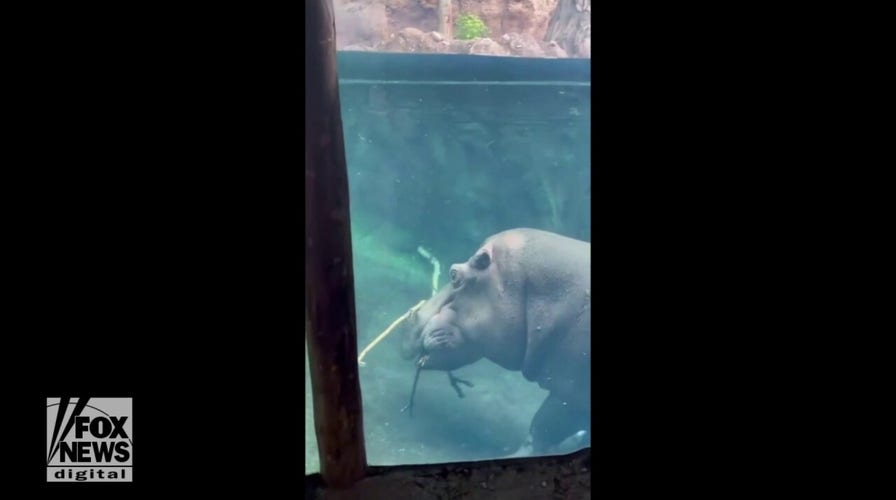 Play time! Huge hippos seen gnawing on sticks at local zoo
