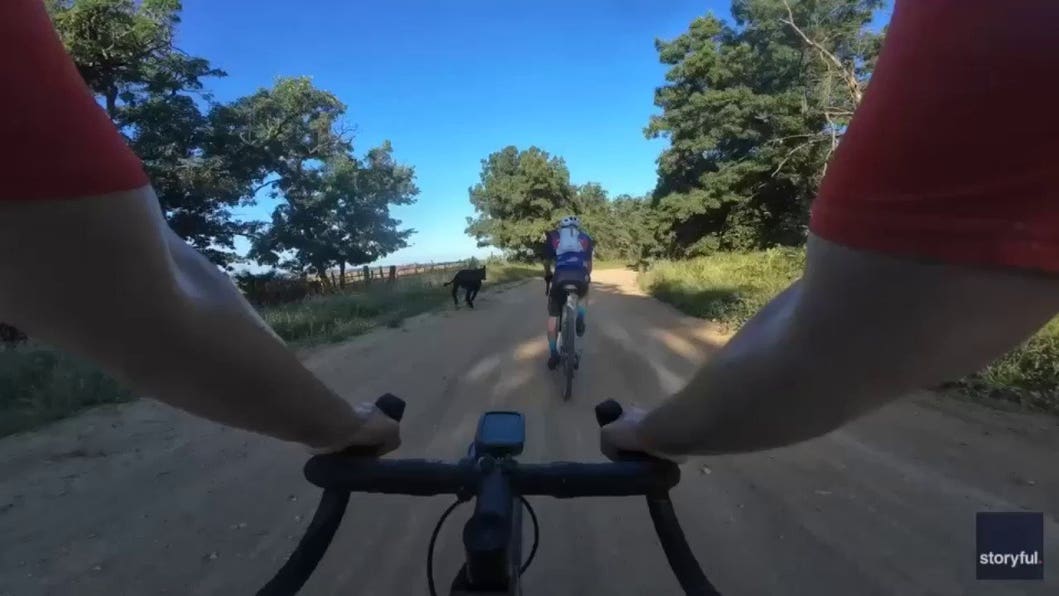 Cyclists get unexpected rival as young bull charges into Iowa race course