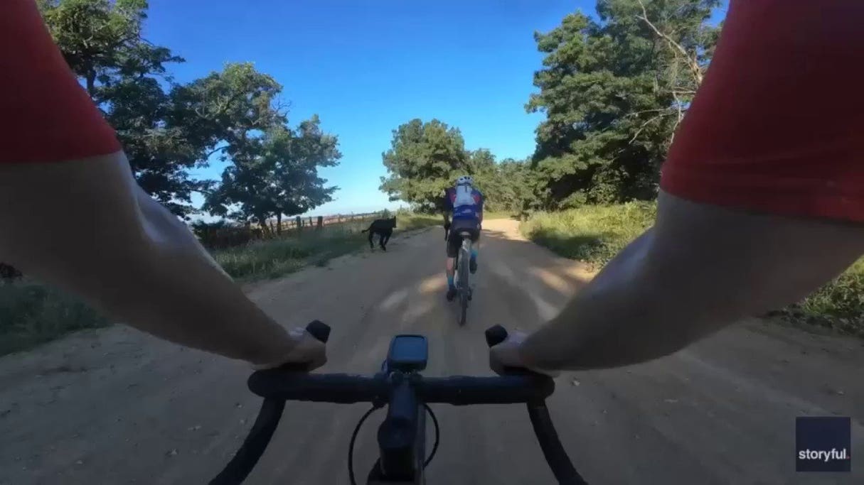 Cyclists get unexpected rival as young bull charges into Iowa race course