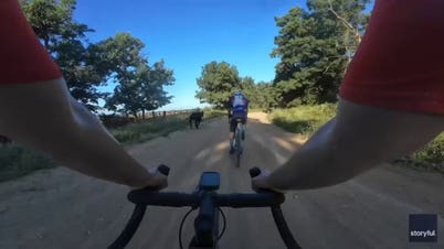 Cyclists get unexpected rival as young bull charges into Iowa race course