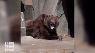 Big yawn! Brown bear seen basking in the sun, sleeping amid yawns - Fox News