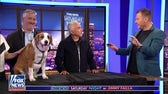 'Dog Whisperer' reveals what makes pups tick