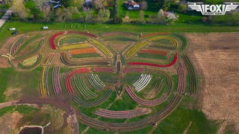 Vibrant tulips burst into peak bloom at Illinois farm in spring showcase