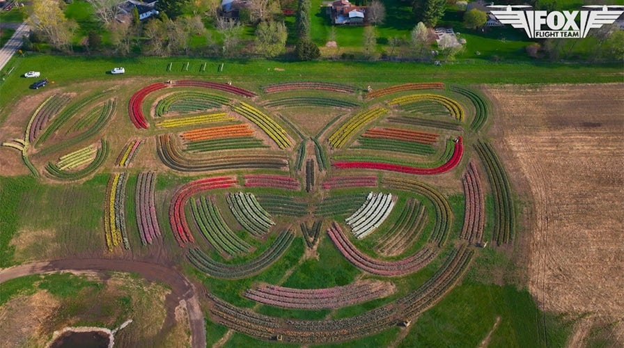 Vibrant tulips burst into peak bloom at Illinois farm in spring showcase