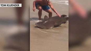 Shark patrols ramp up in NY after multiple sightings close beaches