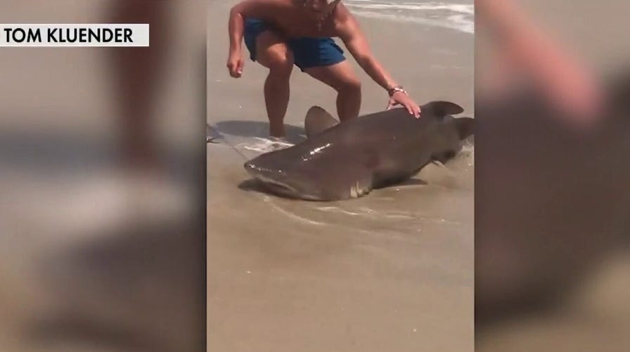 Shark patrols ramp up in NY after multiple sightings close beaches