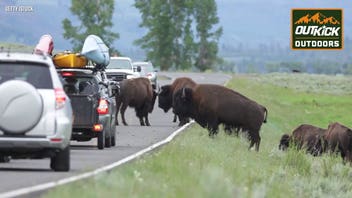 National Park Service acting director Jessica Bowron details Yellowstone bison recovery, tribal transfers