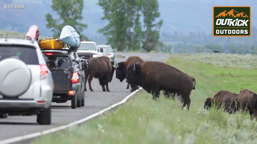 National Park Service acting director Jessica Bowron details Yellowstone bison recovery, tribal transfers