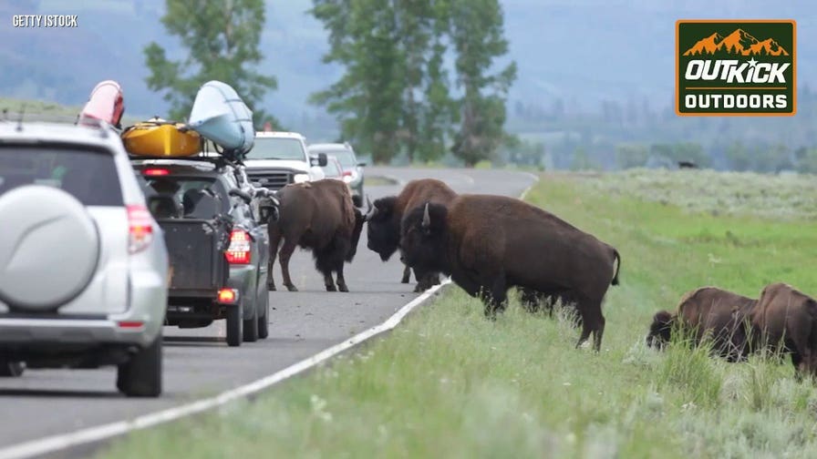 National Park Service acting director Jessica Bowron details Yellowstone bison recovery, tribal transfers