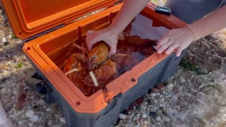 Orange lobster, ultra rare, is released back into wild after it was found in a New York market - Fox News