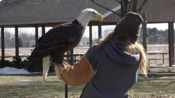 Nearly half of America’s bald eagles suffer from lead poisoning