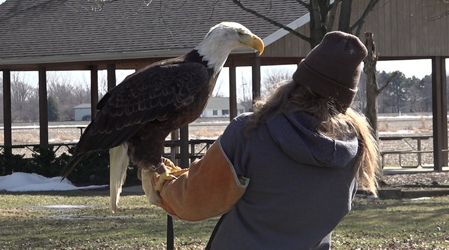 Nearly half of America’s bald eagles suffer from lead poisoning