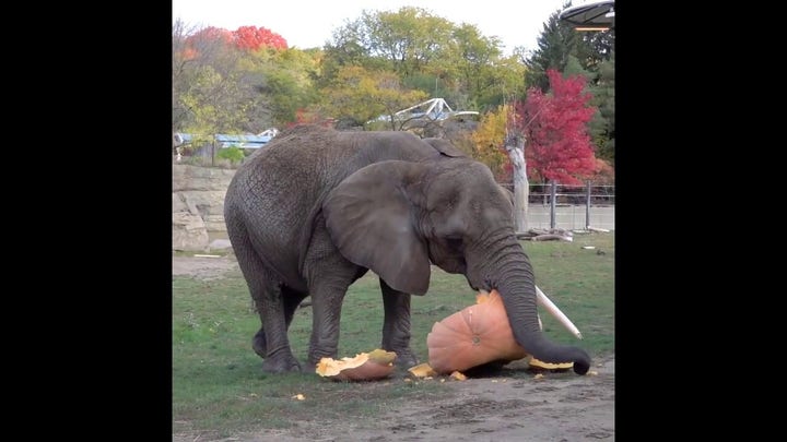 Elephants at Milwaukee Zoo are shown squashing and eating giant pumpkins