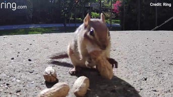 SEE IT: Squirrels SNEAK treats