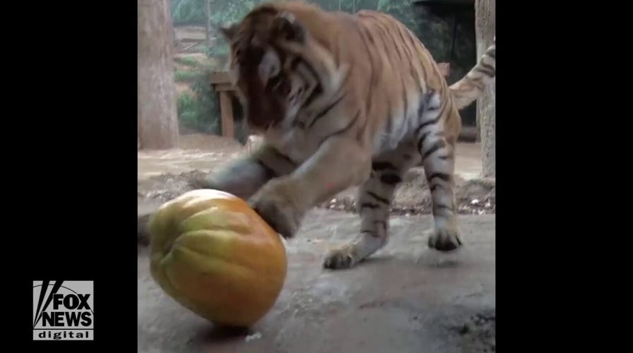 Tiger's pumpkin pounce just in time for Halloween holiday