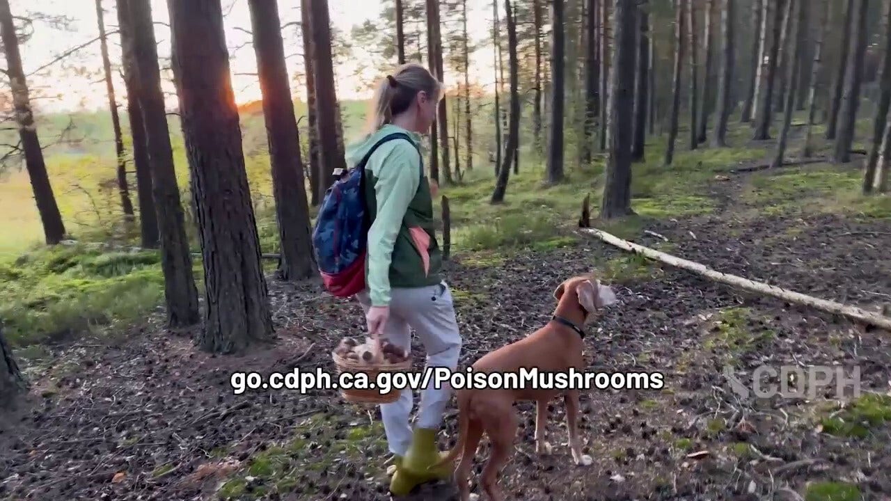 California officials warn of wild mushroom poisoning