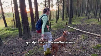 California officials warn of wild mushroom poisoning