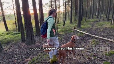 California officials warn of wild mushroom poisoning
