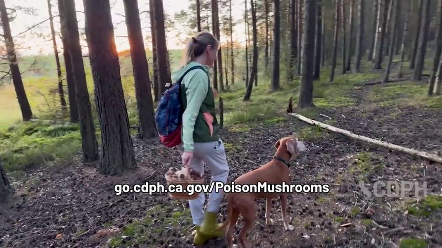 California officials warn of wild mushroom poisoning
