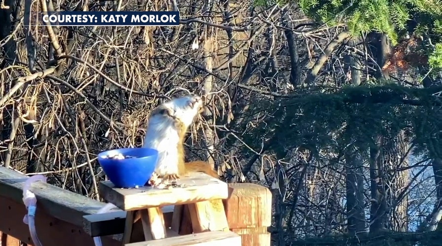 Squirrel gets drunk off bad pears, teeters on railing, video shows