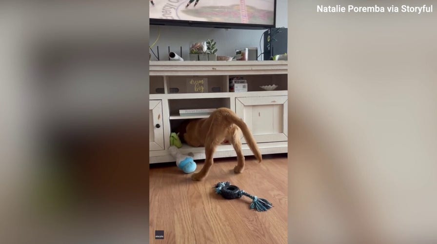 Golden retriever pup can't fit into his old hiding spot — but he sure tries!