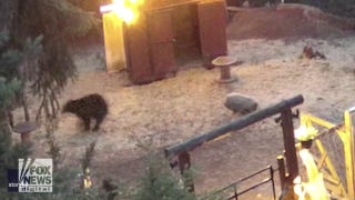 Mini pig fights back after black bear invades farm - Fox News