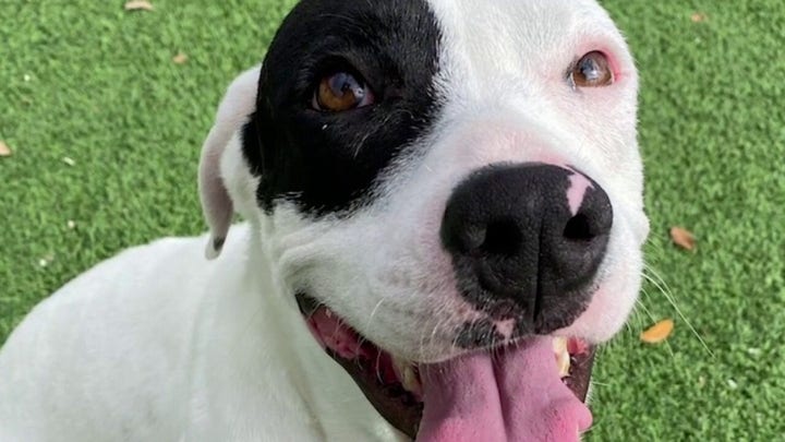 Dog rescue group slams 'false hit piece' about Trump ties