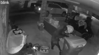 Alabama bear carefully moves trash can in unusual video - Fox News