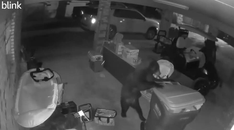 Alabama bear carefully moves trash can in unusual video