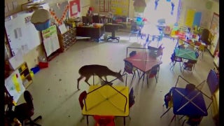 Deer crashes through window of Alabama elementary school classroom, roams around - Fox News