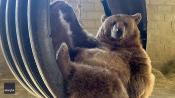 Rescue bear at New York sanctuary relaxes in a tire swing