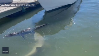 Shark bites alligator in South Carolina - Fox News