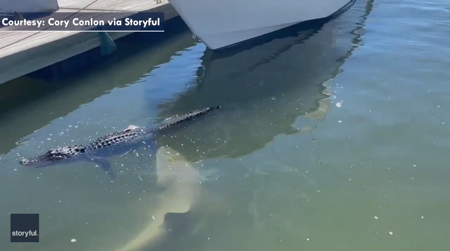 Shark bites alligator in South Carolina