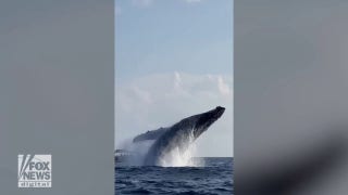Giant humpback whales seen jumping out of water: Watch the incredible video - Fox News