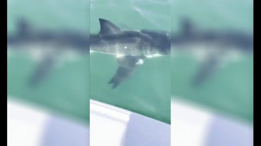 Jersey Shore fisherman has startling encounter with great white shark