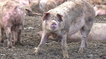 Las Vegas pig farm relying on food scraps from casinos struggles during coronavirus pandemic