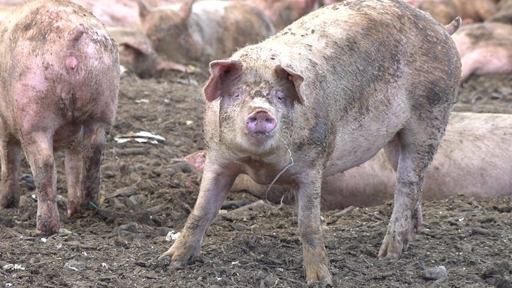 Las Vegas pig farm that relies on casino food scraps struggling with Strip closed from COVID-19