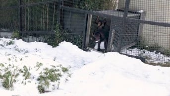 WATCH: Chimps snack on snow
