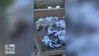 Bad dog! Labrador is caught tearing up his dog bed, tries to look 'innocent'