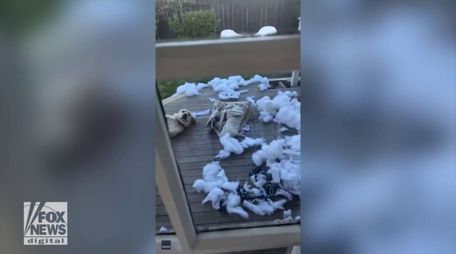 Bad dog! Labrador is caught tearing up his dog bed, tries to look 'innocent'