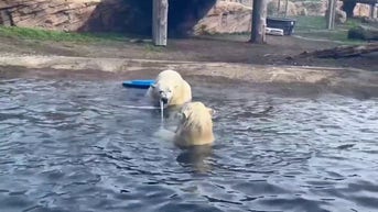 WATCH: Polar bears play tug of war