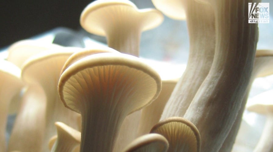 Could mushrooms be the solution for the next toxic chemical spill?