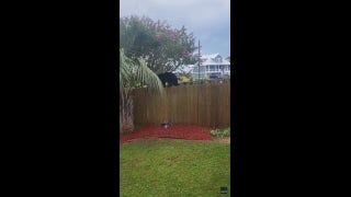 Bear spotted balancing on Florida home fence - Fox News